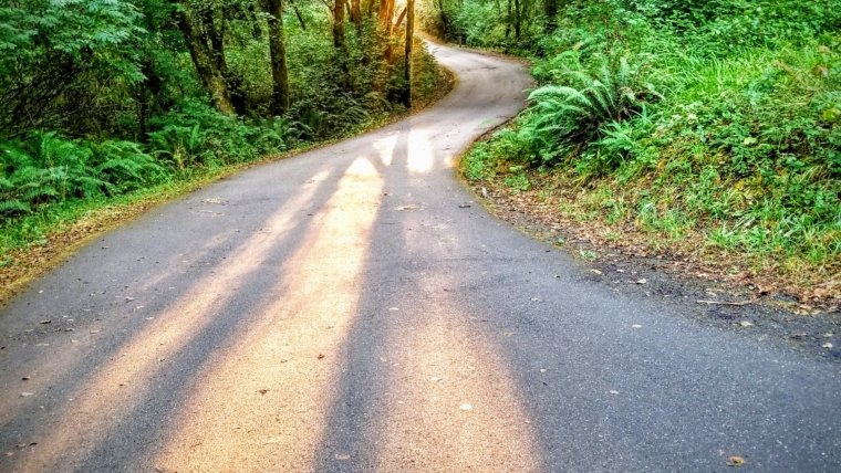 winding path through forest with light at the top of the path