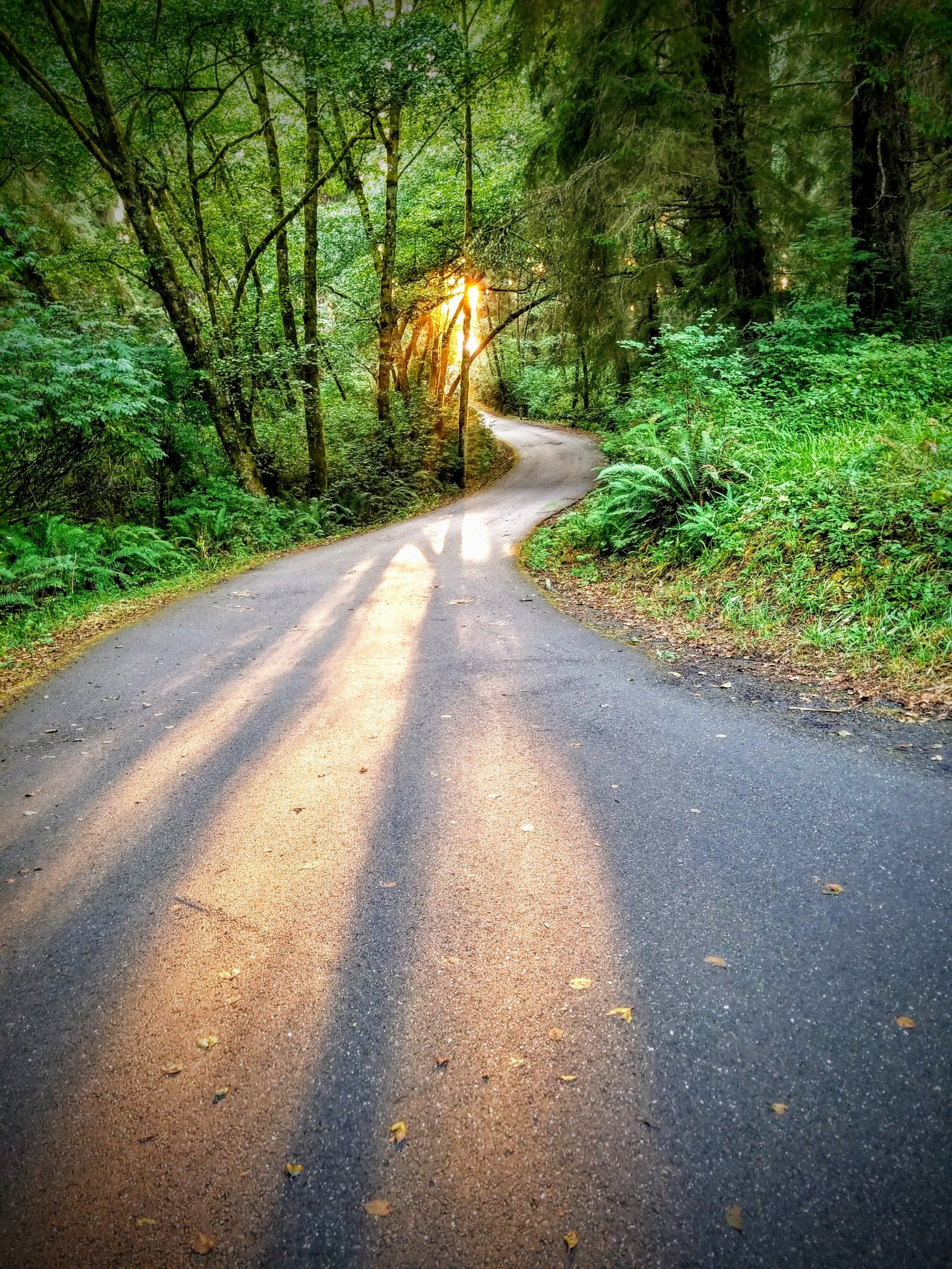 winding path through forest with light at the top of the path